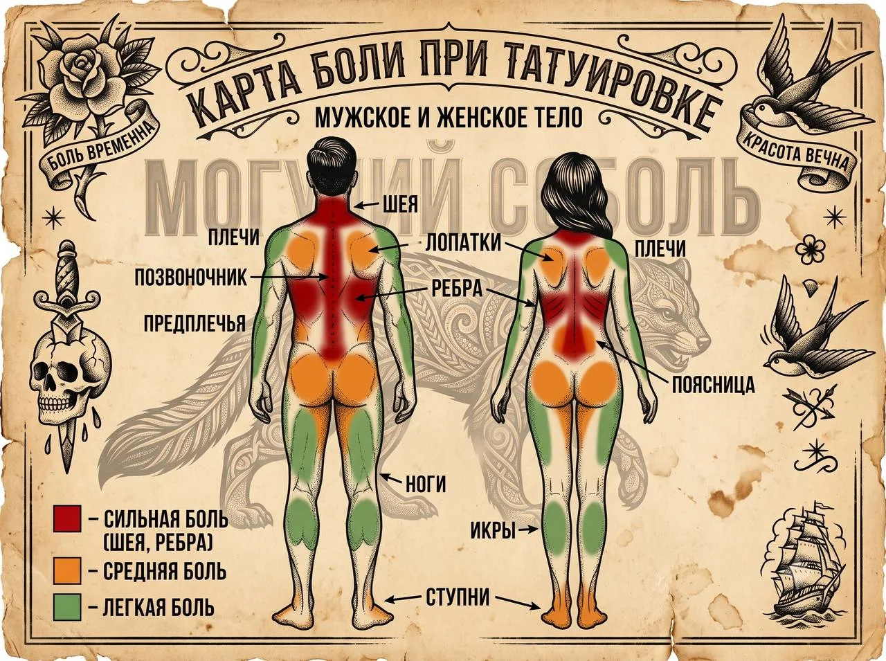 Карта боли при татуировке, вид сзади